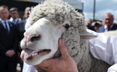 تتمتع الأغنام بذاكرة قوية للغاية