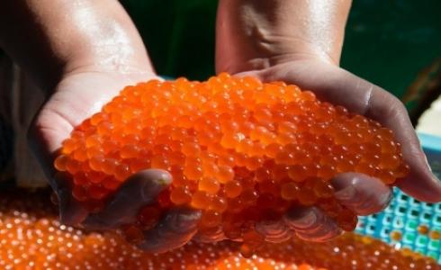 الكافيار الأحمر