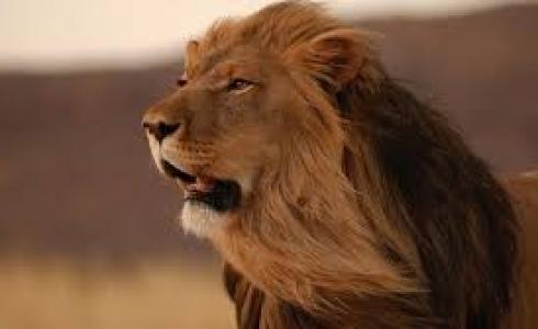 شاهد: أسد يختطف صغير زرافة من أحشاء أمه