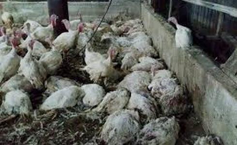 حريق يقتل 20 ألف دجاجة في جنين