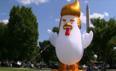 "الدجاجة ترمب" 