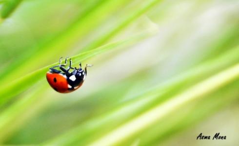 صورة للمصور أسماء منى