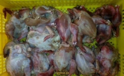 صورة لدجاج فاسد