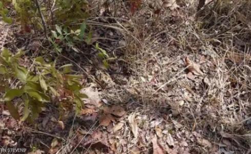 مشكلة في تحديد مكان الطائر