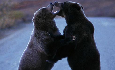 معركة شرسة بين دبين