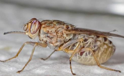 شاهد: علماء يحذرون من خروج ملايين الحشرات اختبأت 17 عام تحت الأرض