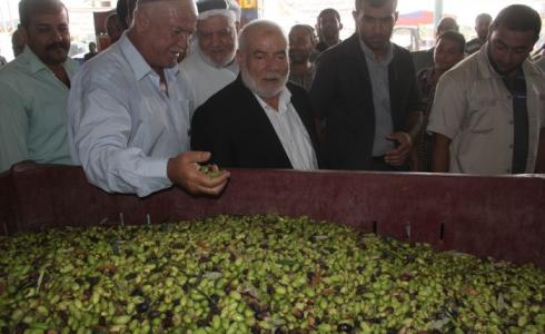 افتتاح موسم قطف الزيتون في منطقة جحر الديك وتشغيل معاصر الزيتون