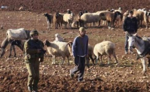 مستوطنون يطلقنون العنان لأبقارهم برعي محاصيل الفلسطينيين بالأغوار الشمالية