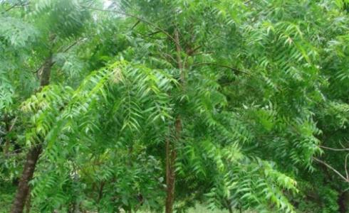 شجرة شاي النيم