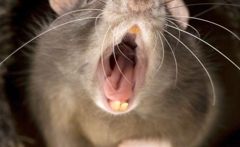 فئران كبيرة - توضيحية -