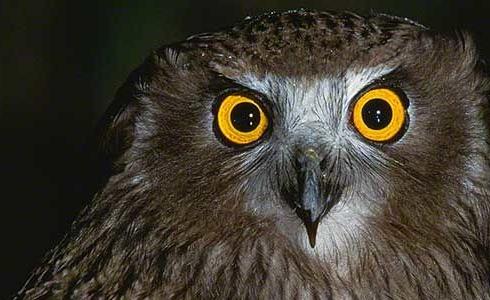 شاهد: بومة تتعلم المواء بعد قضاء سنة مع قطة بأحد المنازل 