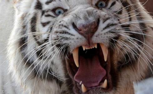 النمور البيضاء من الأنواع المهددة