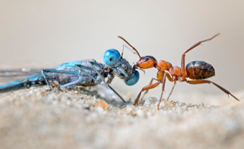 تراجع أعداد الحشرات يهدد الحياة على الأرض