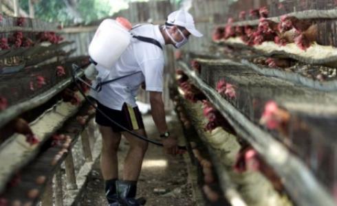 كثف المزارعون في السنوات الماضية من إجراءات النظافة في أماكن تربية الدواجن والحيوانات