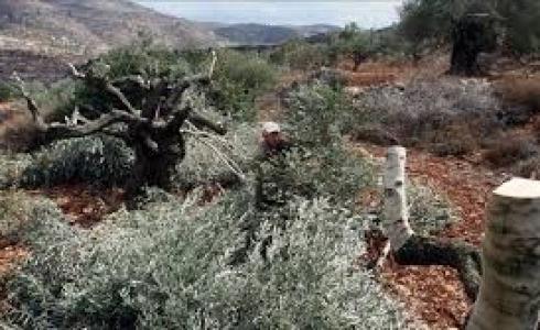 شجر الزيتون- أرشيفية