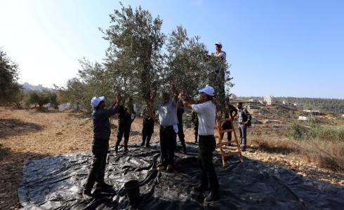 قطف الزيتون