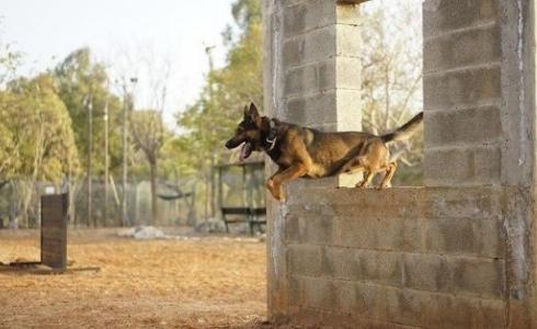 صحيفة تكشف عن تجارب موجعة وقاتلة على الحيوانات بالجيش الإسرائيلي  