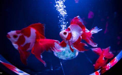 التجارب أجريت على سمك يسمى "رامي السهام"