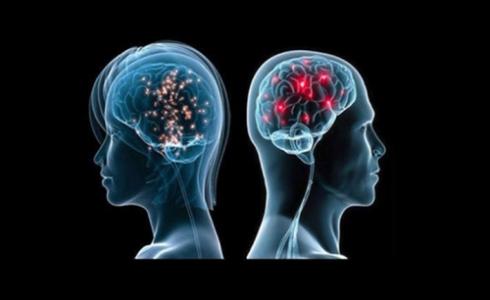 دماغا المرأة والرجل