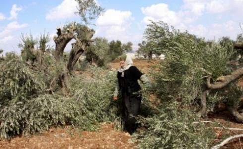 تجريف مزارع المواطنين / ارشيفية