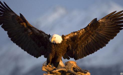 شاهد هكذا يختار مربو الصقور في السعودية أسماء طيورهم