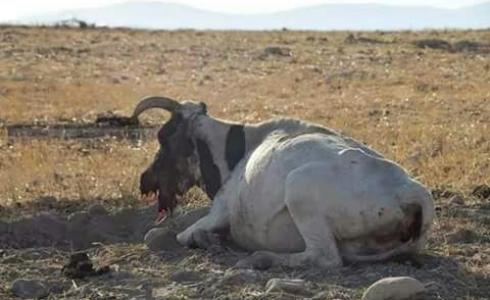 انفجار لغم بقطيع أبقار  في منطقة الساكوت بالأغوار الشمالية