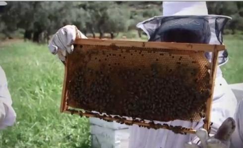 فلسطينيات يعملن في تربية النحل