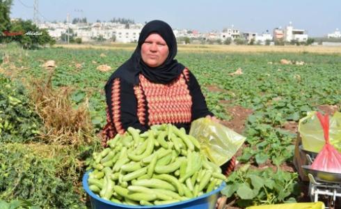 دير بلوط تحتفل بفقوسها