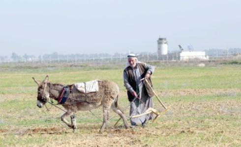 مزارع فلسطيني / ارشيف 