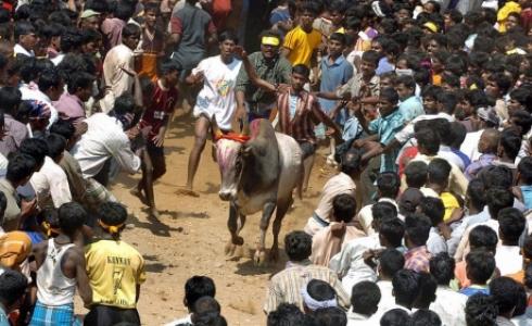 تصاب مئات الثيران الهائجة سنويا