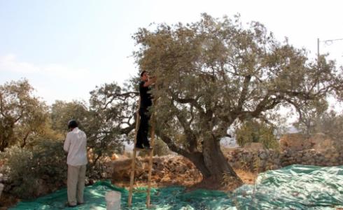  نصائح للعاملين في مجال قطف الزيتون 