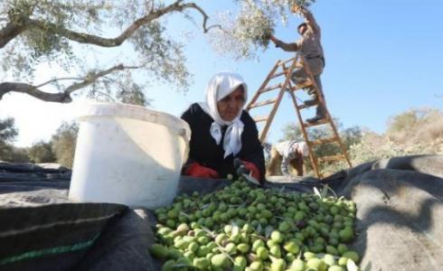 الزراعة تحدد موسم قطف الزيتون في غزة 