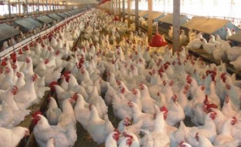 مزرعة دواجن