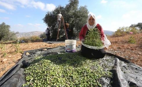 موسم قطف الزيتون 