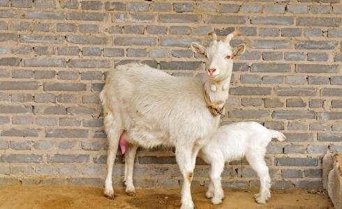 هذه عقوبة من يذبح شاة في ألمانيا