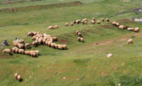  صورة مستوطنون يسرقون الأغنام