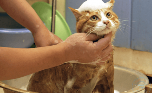 تربية القطط