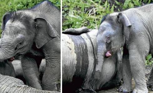 فيل يبكي على فراق امه