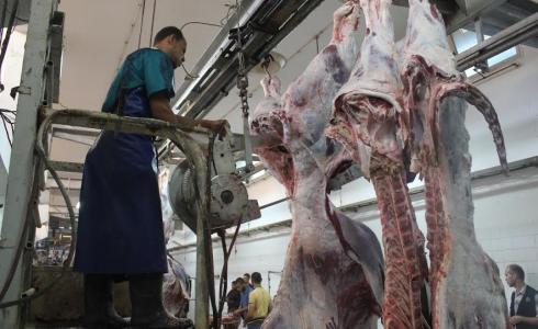 دائرة البيطرة في بلدية غزة تشرف على ذبح 800 رأساً من الماشية