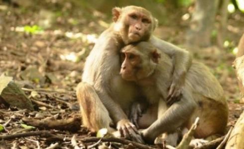 الوحدة تؤثر على الجهاز المناعي لللإنسان كما الحيوان بحسب الدراسة