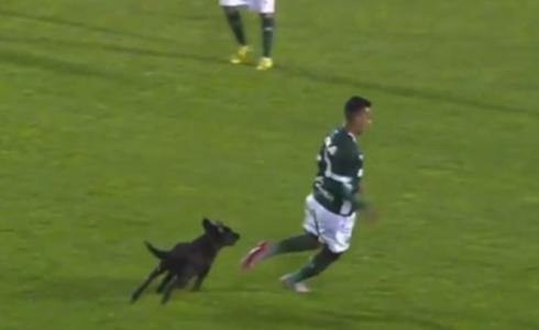 كلب يطارد لاعبا