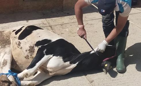 حكم توزيع الأضحية على غير المسلم