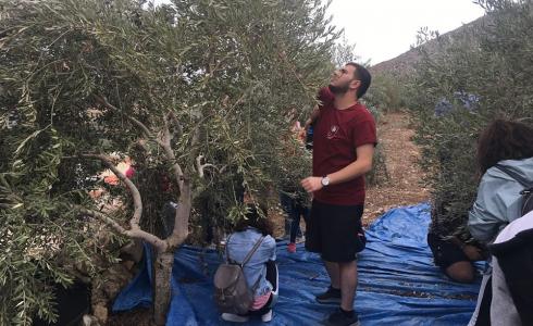 فلسطينيو لبنان يشاركون في قطف الزيتون