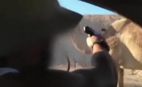 جنديان اسرائيليان يطلقان النار على جمل