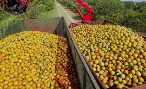 تغطي حقول البرتقال 27 ألف هكتار من مساحة تونس