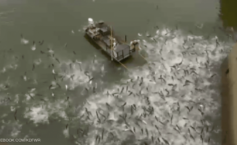 الاسماك تتطاير في بحيرة أمريكية