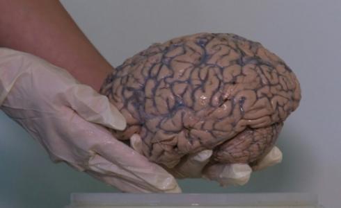 ربط دماغ الانسان بالانترنت