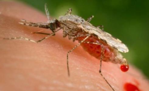 ينتقل مرض الملاريا عبر لسعات البعوض