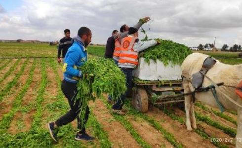 زراعة غزة تتلف كميات من المزروعات المصابة بالمبيدات السامة