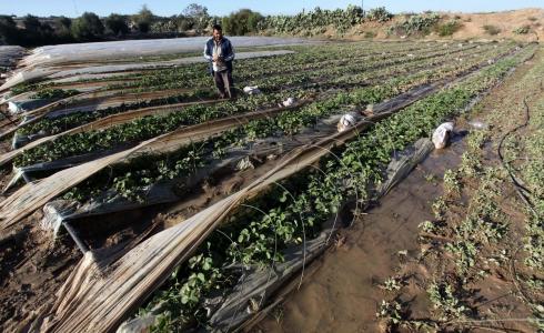 الزراعة وتحذيرات الفيضانات - حالة طقس فلسطين 